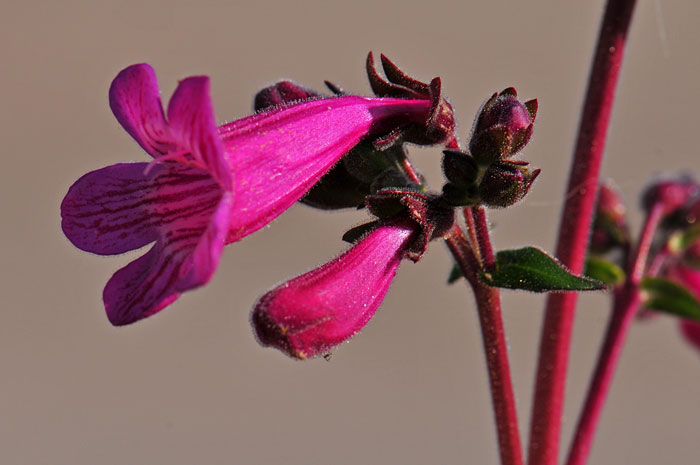 Heller's Beardtongue has a deep pink/rose colored flower with a striking floral tube that attracts hummingbirds. Penstemon triflorus 